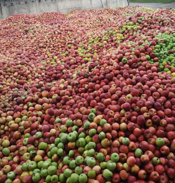 We accept vegetables and fruits from the population for processing: